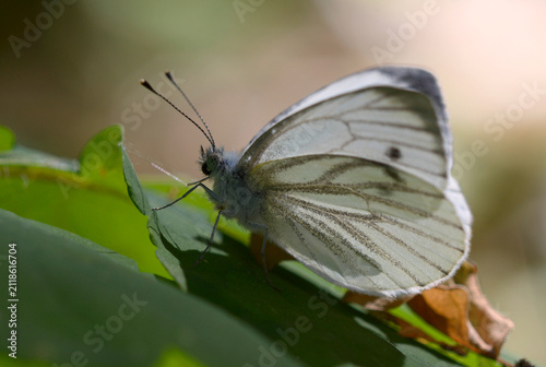 Green-veined white butterfly Pieris napi sitting on a green leaf in the spring forest