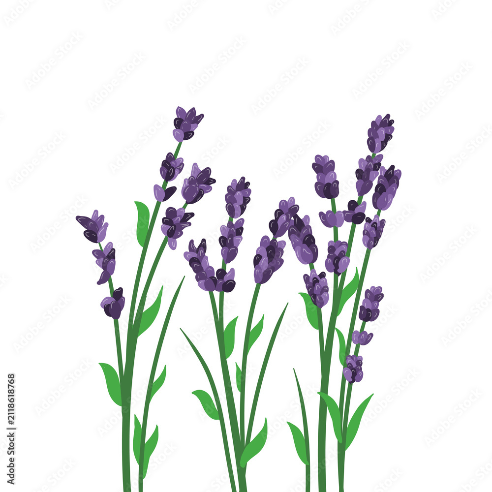 Fototapeta premium Hand Draw Purple Lavender Flower Clipart Isolated on Transparent Background