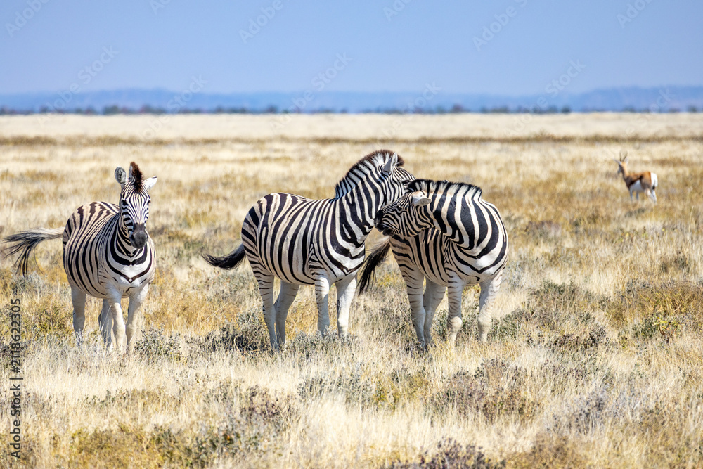 Obraz premium African wildlife gathering at a waterhole in Etosha National Park, Namibia. Elephants, zebras, giraffes and antelopes in their natural habitat under the African sky.
