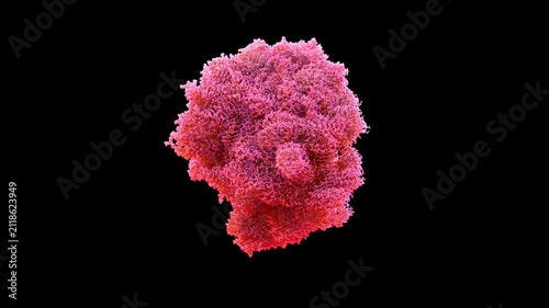 3D structure cryo-EM empty 50's subunit of coxiella burnetii ribosome large ribosomal component of intracellular bacterium primarily for Q fever pathogenesis, antibiotic targeting 3D render animation.