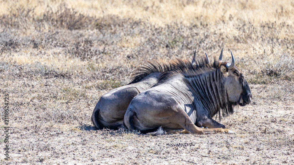 Obraz premium African wildlife gathering at a waterhole in Etosha National Park, Namibia. Elephants, zebras, giraffes and antelopes in their natural habitat under the African sky.