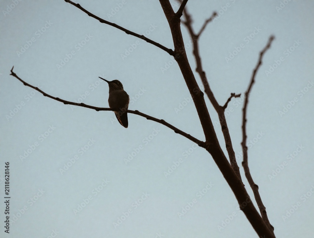 Fototapeta premium Small hummingbird perches on thin dry tree branch. Tiny wild bird sits in silhouette against bright blue sky background. Avian creature rests on wooden twig during daylight. Nature wildlife theme