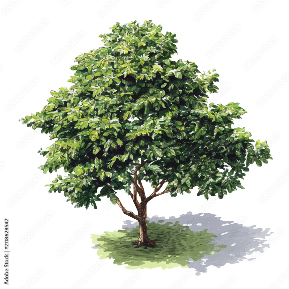 Fototapeta premium Teak Tree, isolated watercolor element on white background