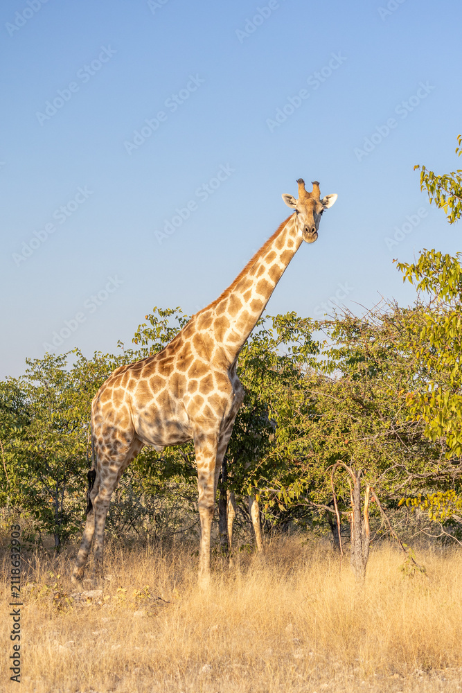 Obraz premium African wildlife gathering at a waterhole in Etosha National Park, Namibia. Elephants, zebras, giraffes and antelopes in their natural habitat under the African sky.