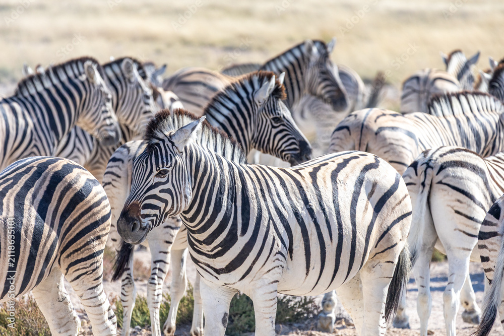 Obraz premium African wildlife gathering at a waterhole in Etosha National Park, Namibia. Elephants, zebras, giraffes and antelopes in their natural habitat under the African sky.