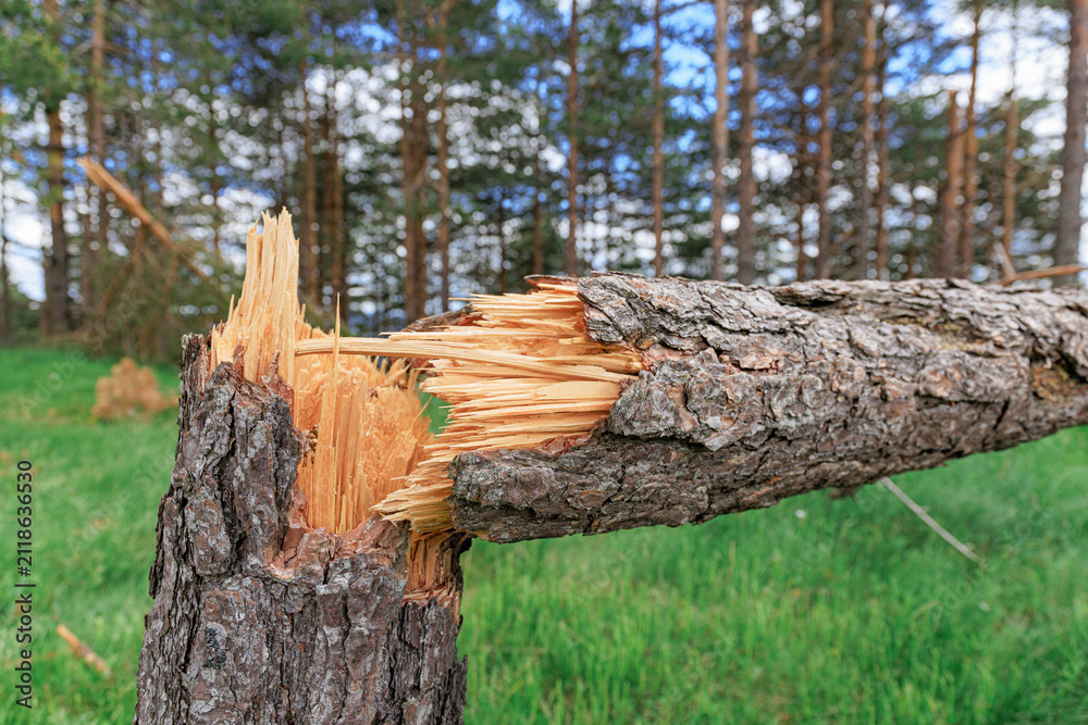 Fototapeta premium Storm-broken pine tree snapped at trunk with splintered wood exposed in forest clearing.