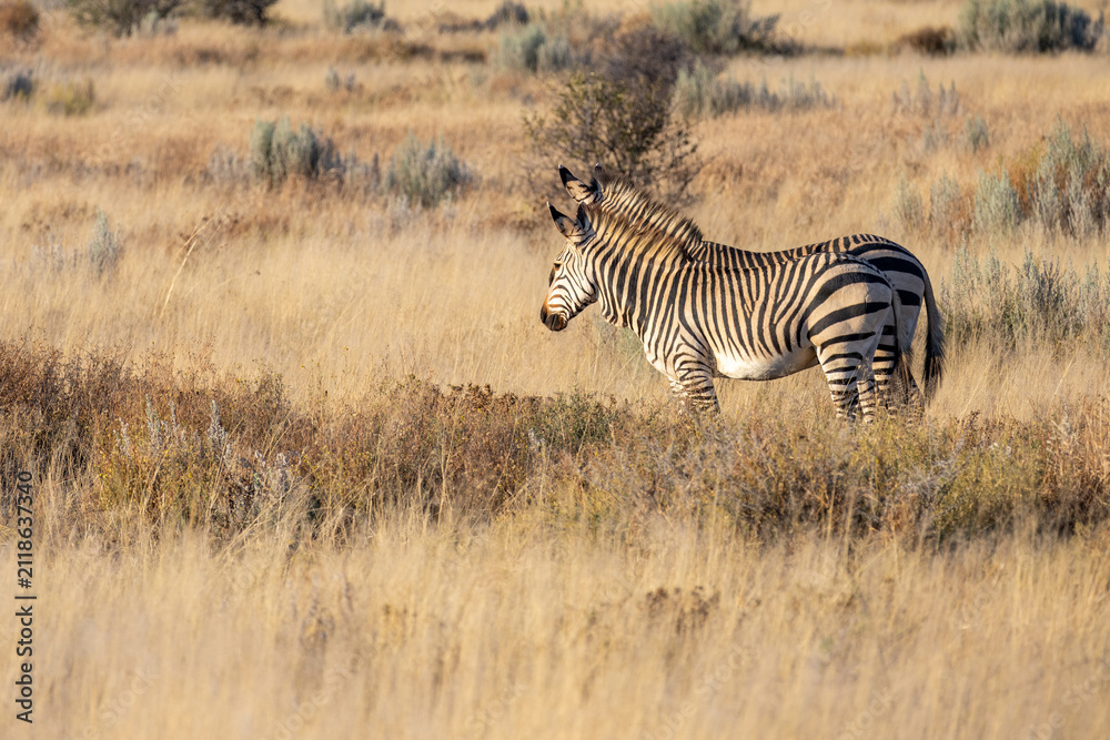Obraz premium African wildlife gathering at a waterhole in Etosha National Park, Namibia. Elephants, zebras, giraffes and antelopes in their natural habitat under the African sky.