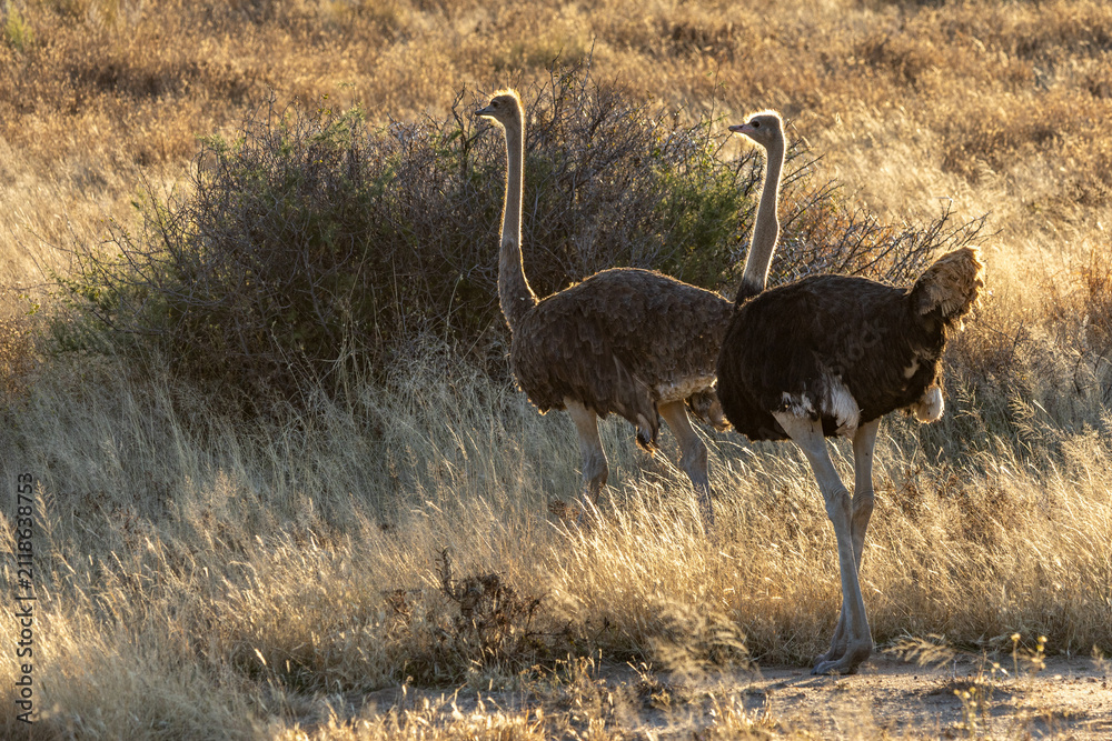 Obraz premium African wildlife gathering at a waterhole in Etosha National Park, Namibia. Elephants, zebras, giraffes and antelopes in their natural habitat under the African sky.