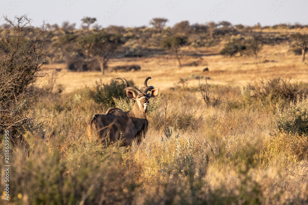 Obraz premium African wildlife gathering at a waterhole in Etosha National Park, Namibia. Elephants, zebras, giraffes and antelopes in their natural habitat under the African sky.
