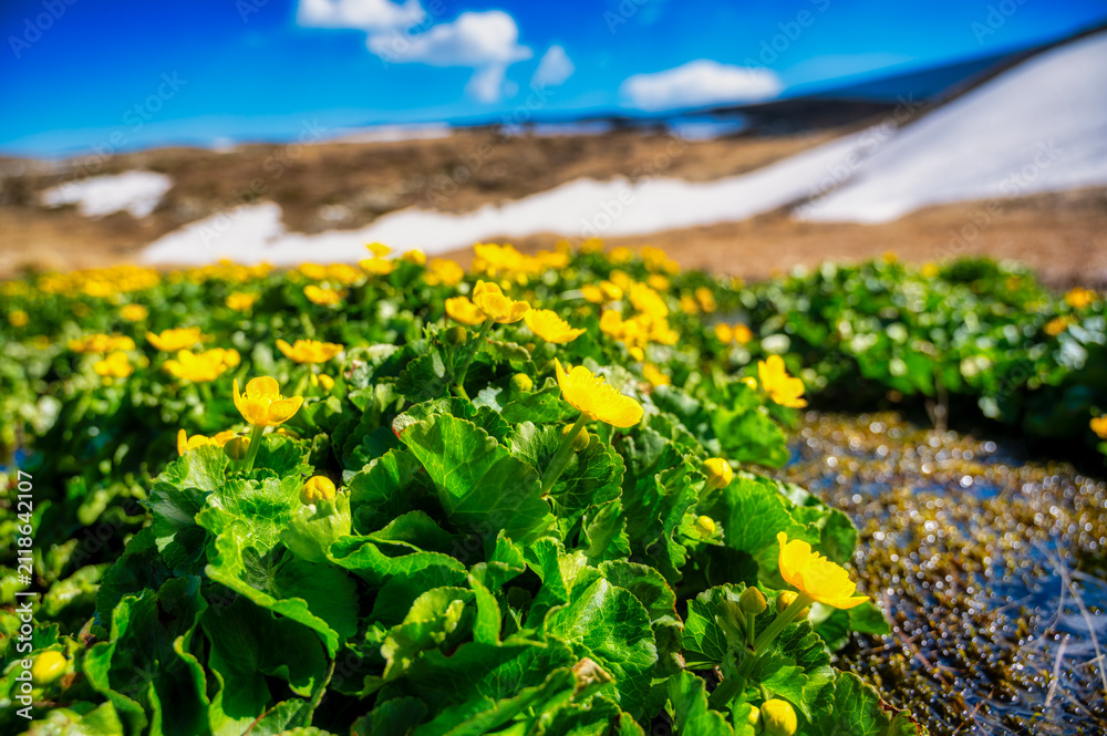 Obraz premium Blooming yellow marsh marigold flowers in alpine wetland with melting snow in background