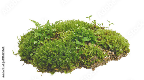 фотографія A detailed green mossy ground rock covered in moss isolated on transparent png for landscape design compositing