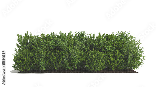 Foto A dense foliage shrub thicket bush isolated on a transparent png for natural digital landscape design compositing