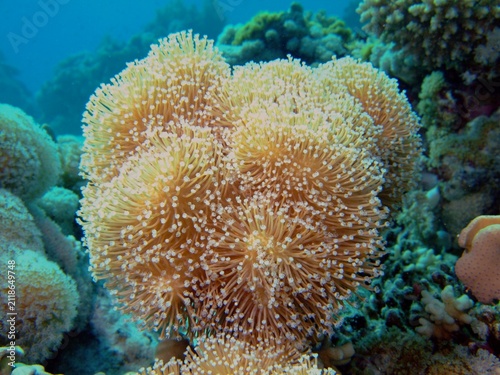 Fotografie Toadstool Leather Coral