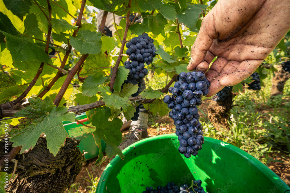 Obraz premium Hand harvesting Pinot Noir grapes in a Burgundy vineyard