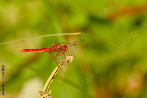 Fotografie Close-up of a male scarlet darter resting on a dry plant stem in warm evening li