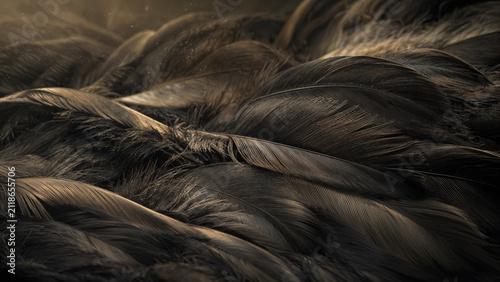 Feathers lie flat on a surface in a close view. Light shines from above, highlighting the texture and details of each feather. The scene shows shades of brown and black