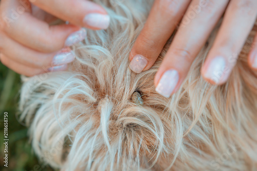 Obraz na płótnie Woman's hands parting dog fur to reveal an embedded tick during close-up inspection