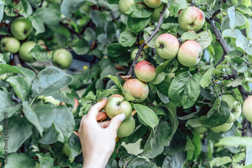 Cuadro en lienzo Hand reaching for ripe apples on branch with green foliage, fruit harvest