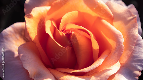 Delicate creamy-white rose blooms in an autumn park, close-up