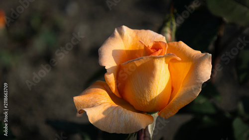 Delicate creamy-white rose blooms in an autumn park, close-up
