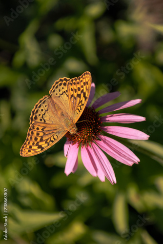 A fritillary butterfly on an echinacea flower on a summer day