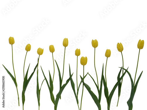 Yellow Tulips in a Horizontal Row Isolated on Transparent Background Banner