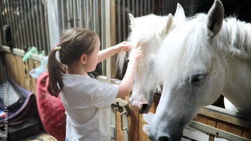 Little girl braiding the mane of a white horse in a stable, caring for the animal