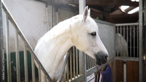 White gray horse looking out from a stable stall, standing behind metal bars in soft natural light