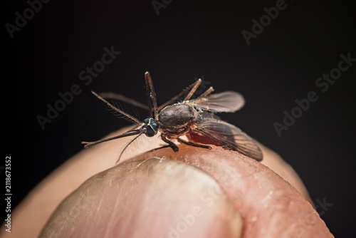 Konstfotografi Mosquito feeding blood on human finger