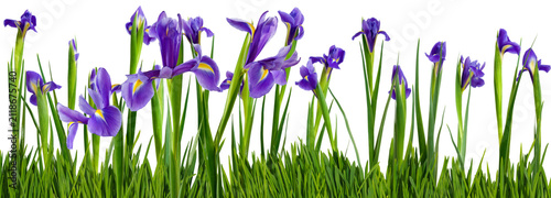 Purple flowers grow in a green field under the bright sunlight during springtime in a garden