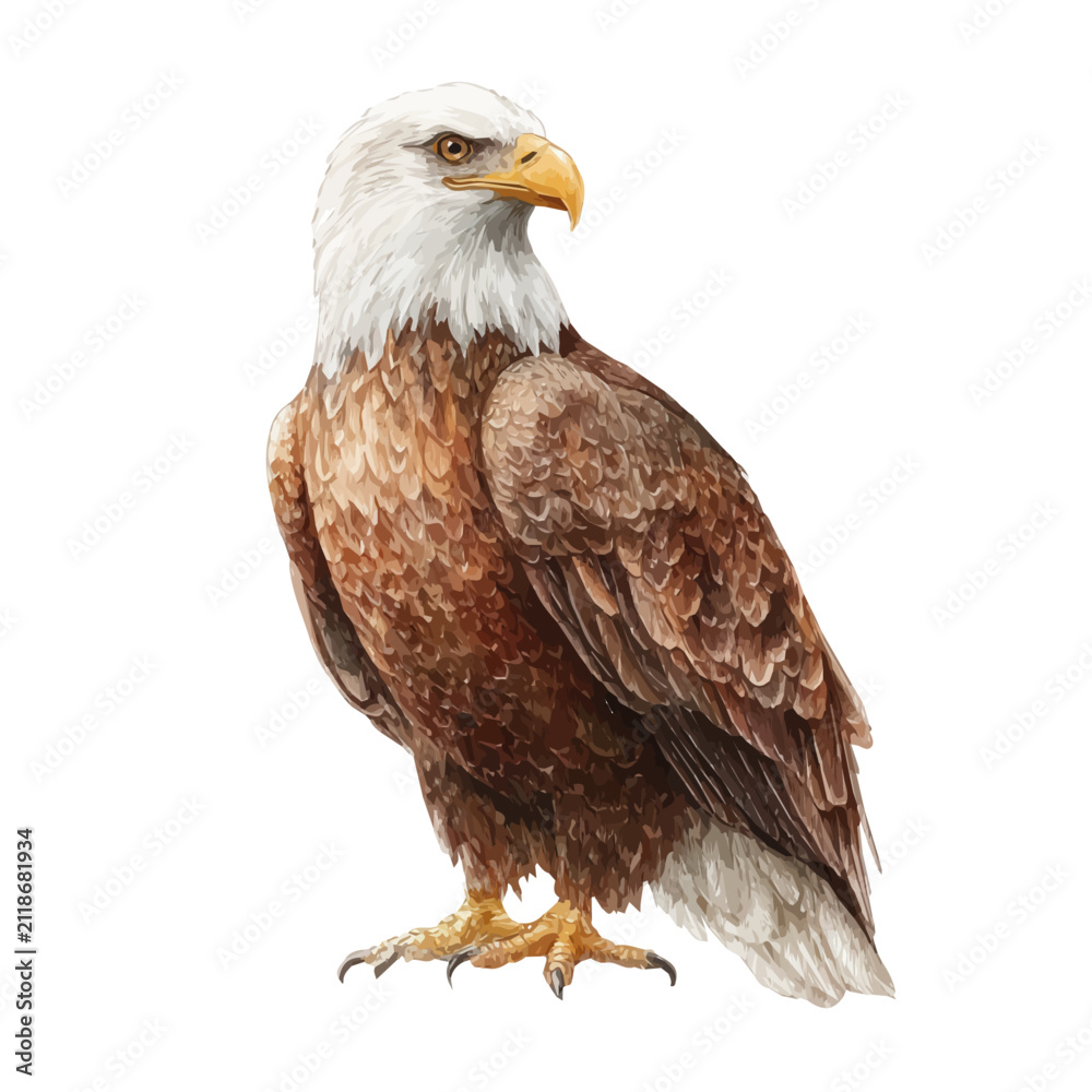 Fototapeta premium Detailed watercolor painting of Eagle, isolated on white background