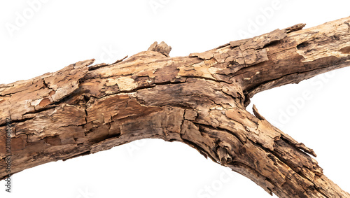 Dry tree log with peeled bark and weathered wood texture isolated on transparent background