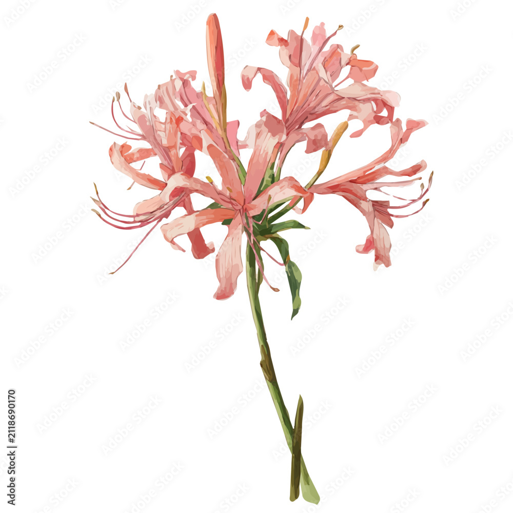 Fototapeta premium Nerine Lily, isolated watercolor element on white background