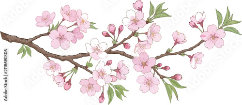 Beautiful blooming cherry blossom branch with soft pink flowers and green leaves in a hand drawn watercolor style illustration