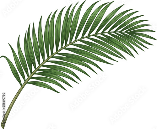 Single green palm leaf illustration with a hand drawn sketch style design