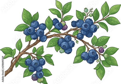 Fresh ripe blueberries on a green leafy branch with detailed stems and healthy blue fruit for healthy food and cooking design projects