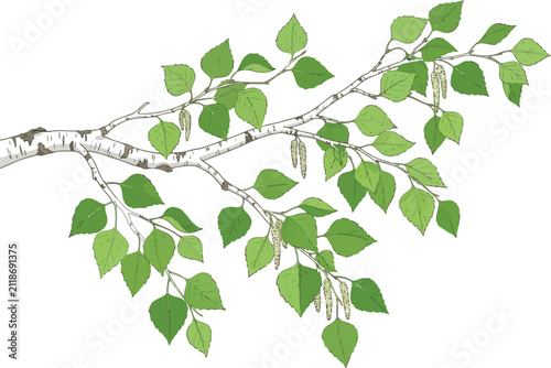 Hand drawn ink illustration of a birch tree branch with green leaves and catkins