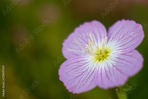 ピンクの花