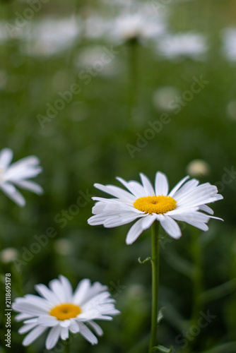 白い花