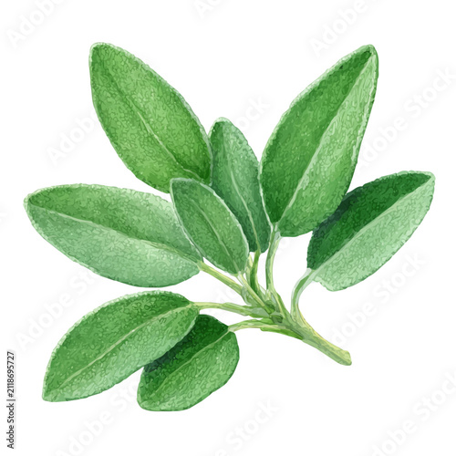 Watercolor illustration of Sage, isolated on white background