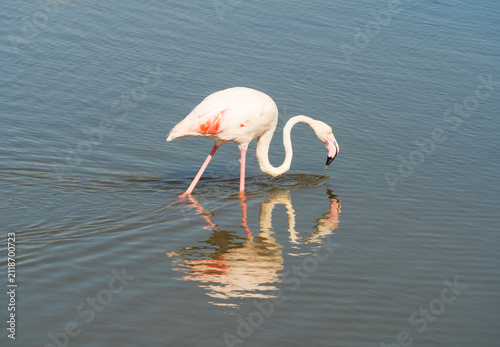 Flamant rose à la recherche de nourriture