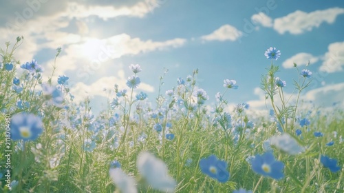 Serene Field of Nemophila Flowers Under a Sunny Blue Sky with Clouds