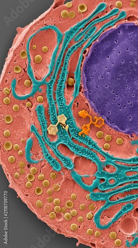 Hepatocyte cell cross section showing endoplasmic reticulum processing foreign chemical metabolites, demonstrating microvascular liver tissue response to chronic toxic nicotine exposure, pathology.