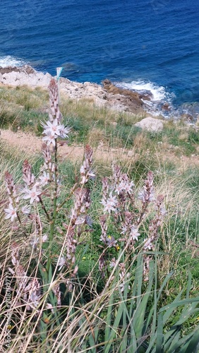 Bild auf Leinwand Sea squill flowers growing on Mediterranean rocky coastline in Sicily, Italy
