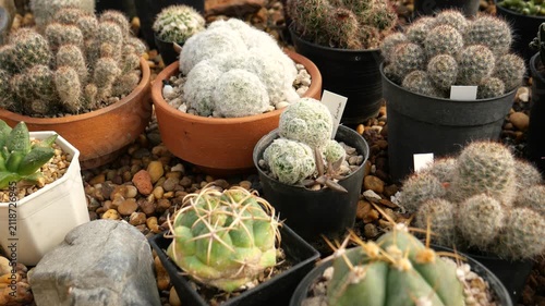 Potted cacti and succulents