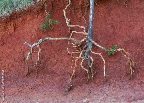Foto Exposed tree roots clinging to eroded red soil wall