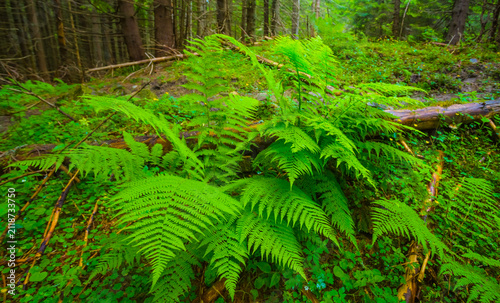 closeup green bush fern in the forest