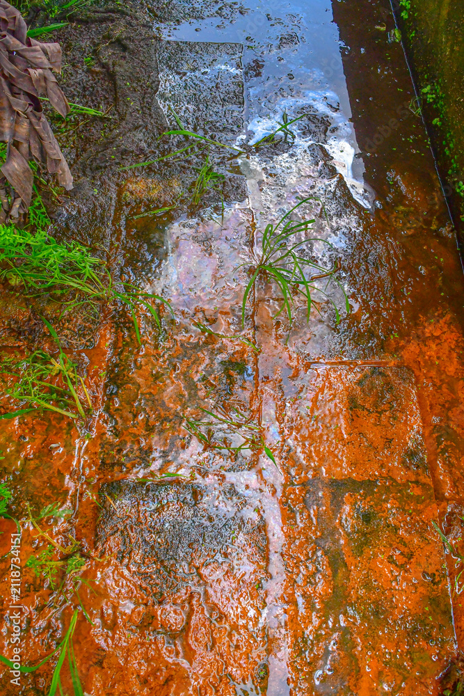 Obraz premium Natural iron-rich groundwater seep displaying orange ferric iron oxide staining and an iridescent microbial biofilm produced by iron-oxidizing bacteria (Gallionella spp., Leptothrix spp.) on laterite