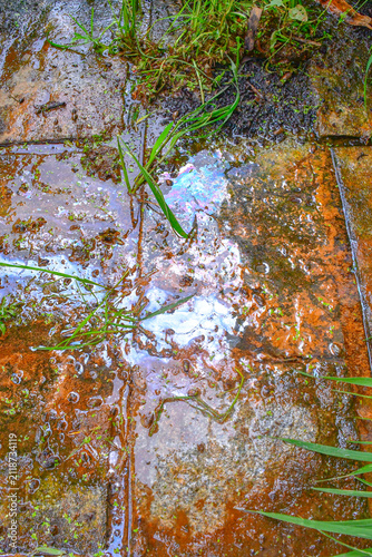 Принти на полотні Natural iron-rich groundwater seep featuring an iridescent microbial biofilm formed by iron-oxidizing bacteria (Gallionella spp
