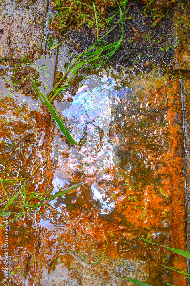 Obraz premium Natural iridescent biofilm produced by iron-oxidizing bacteria (Gallionella spp., Leptothrix spp.) over iron-rich groundwater with orange ferric iron oxide deposits on wet laterite surface in Varkala